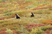 _DSC4253.JPG